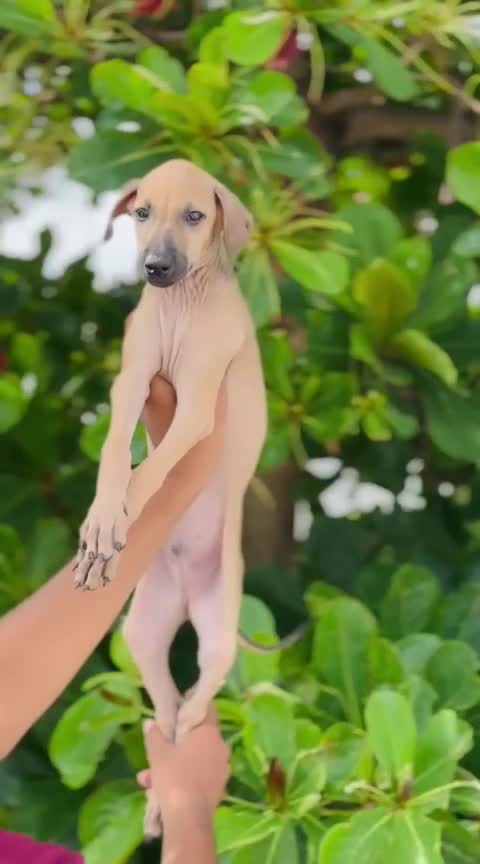 Chippiparai Puppy, farm video