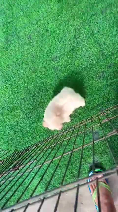 Pomeranian Puppy, farm video