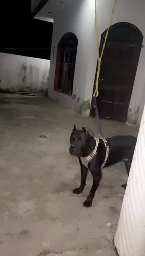 Cane Corso Puppy, farm video