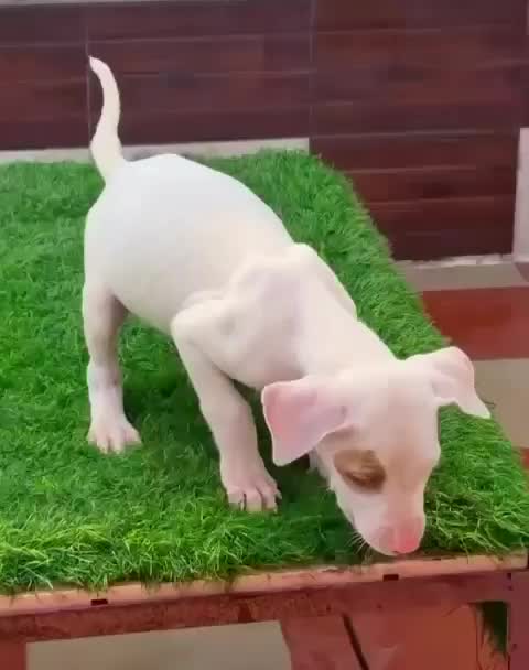 American Bully XXL Size Puppy, farm video