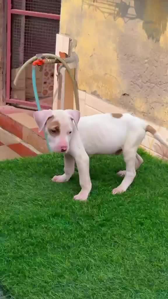 American Bully XXL Size Puppy, farm video