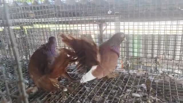 Frillback Pigeon, farm video