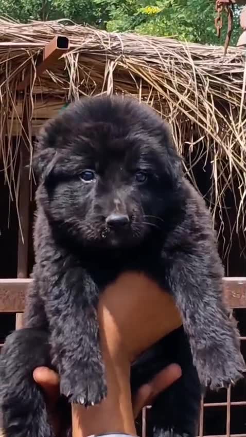 German Shepherd Puppy, farm video