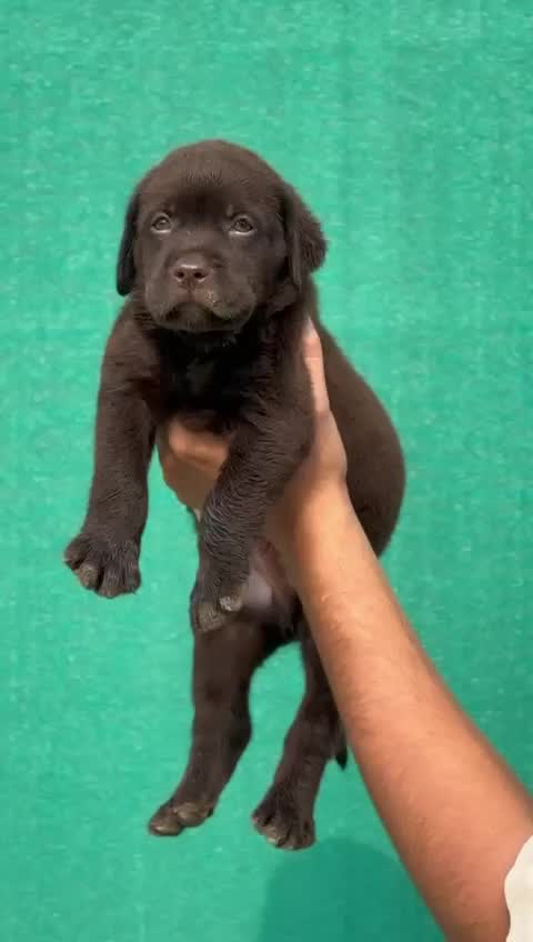 Beagle Black & Tan Puppy, farm video