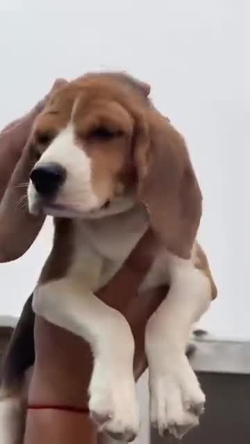 Beagle Black & Tan Puppy, farm video