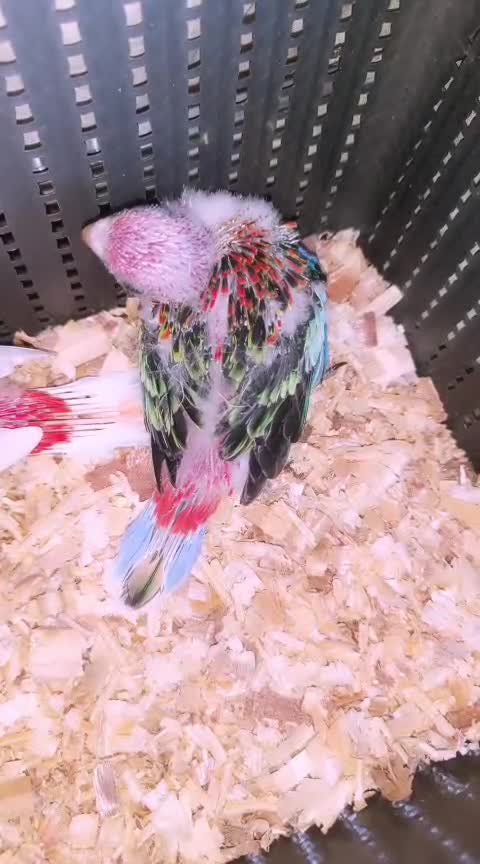 Rosella Bird, farm video