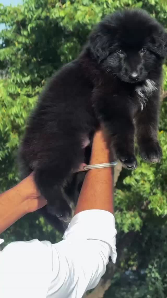 German Shepherd Puppy, farm video