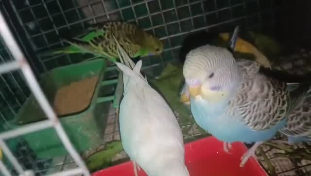 Budgies | Fallow, farm video
