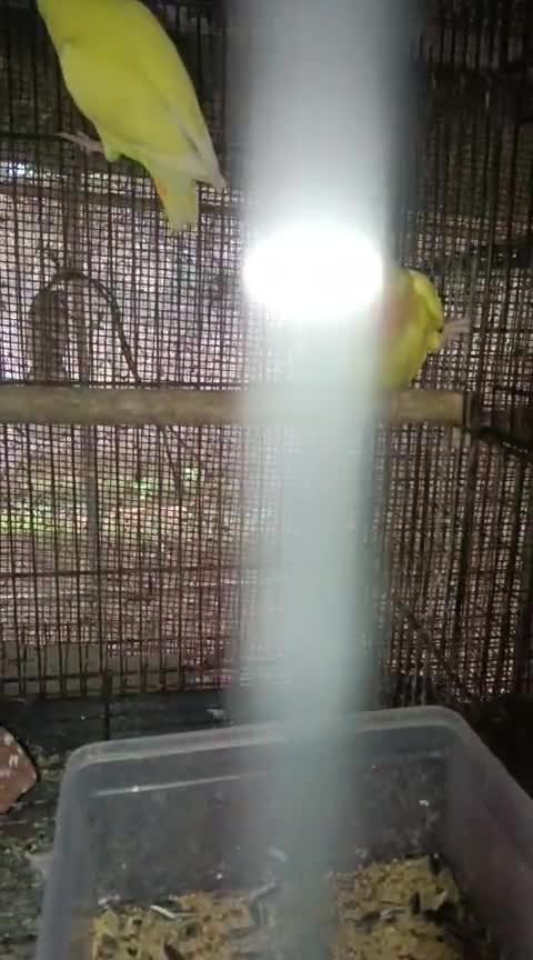 African Love Birds, farm video