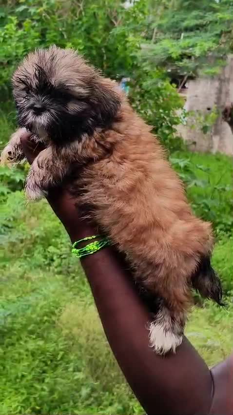 Shih Tzu | Black Color, farm video