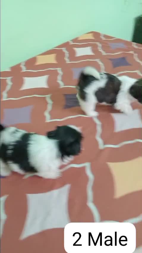 Cocker Spaniel Puppy, farm video