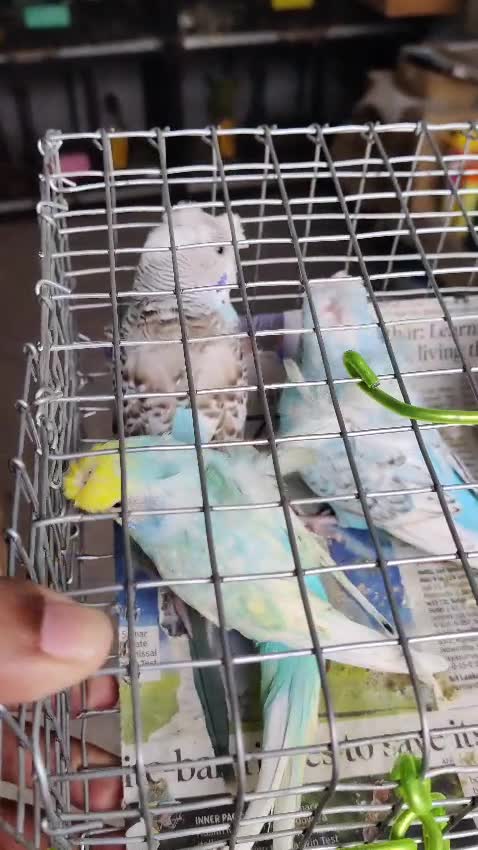 Hogoromo Budgies, farm video