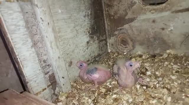 Cockatiel, farm video