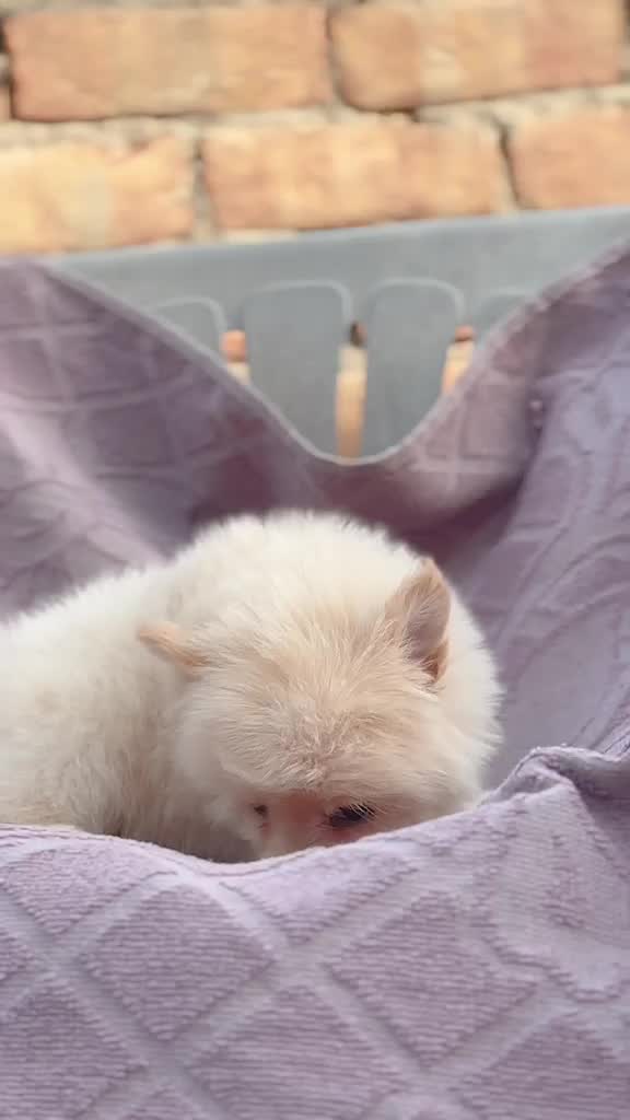 Pomeranian Puppy, farm video