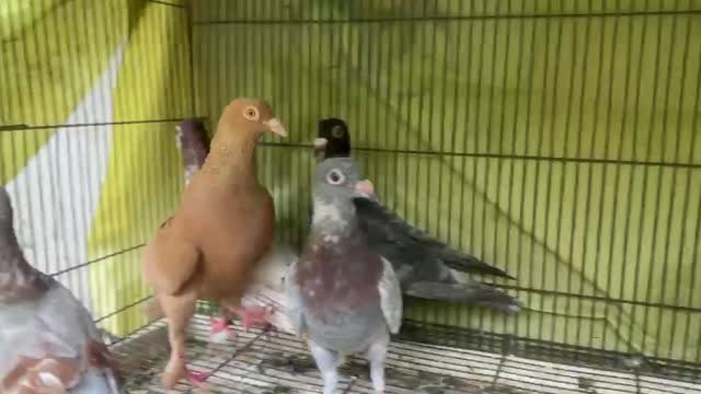 Frillback Pigeon, farm video