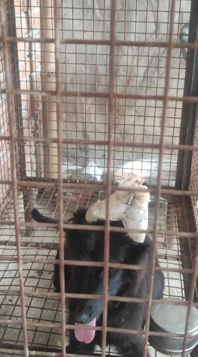 German Shepherd Puppy, farm video