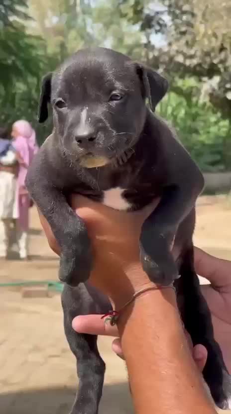 Pitbull Terrier Puppy, farm video