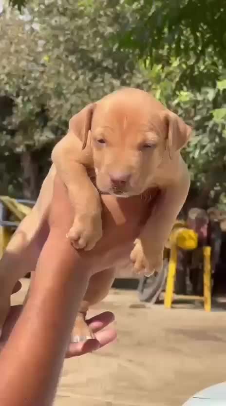 Pitbull Terrier Puppy, farm video