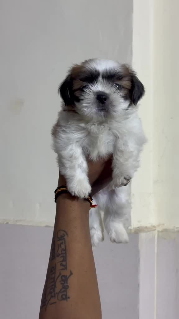Shih Tzu | Black Color, farm video