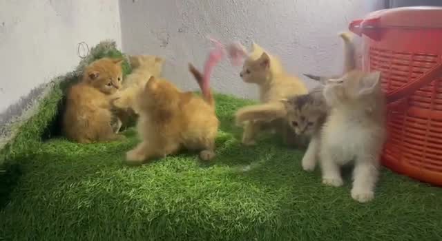 Persian, farm video