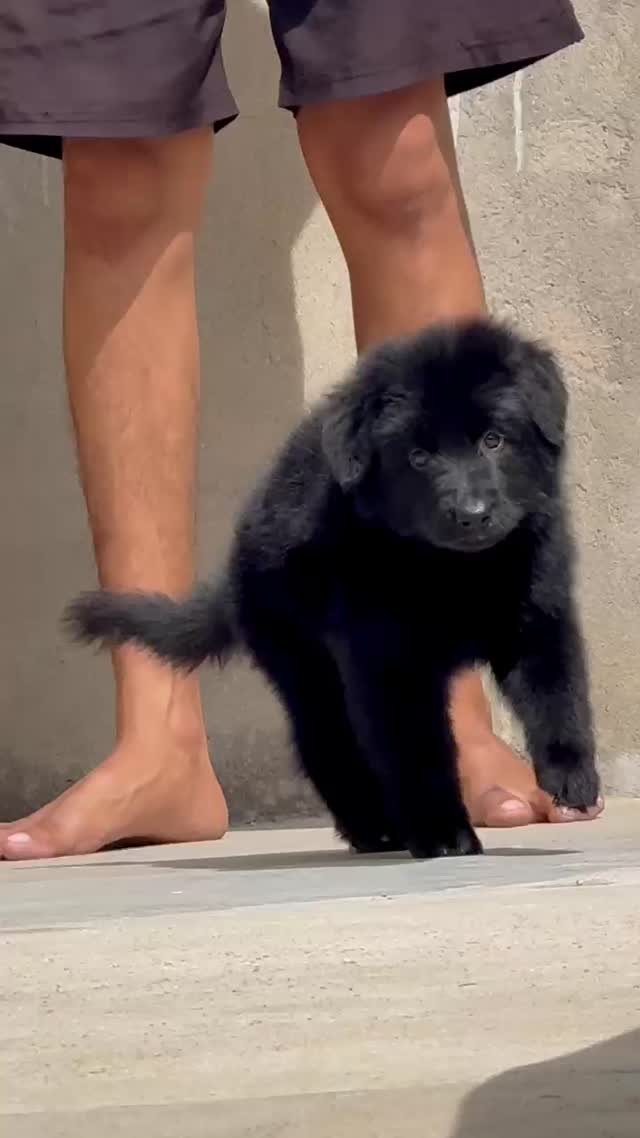 German Shepherd Puppy, farm video