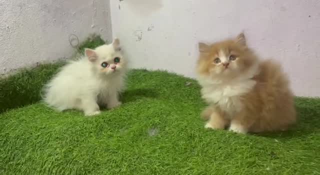 Persian, farm video