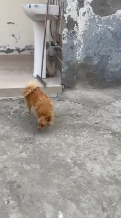 Pomeranian Puppy, farm video