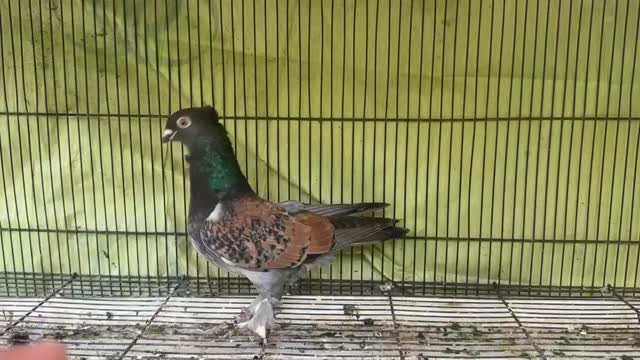 Frillback Pigeon, farm video