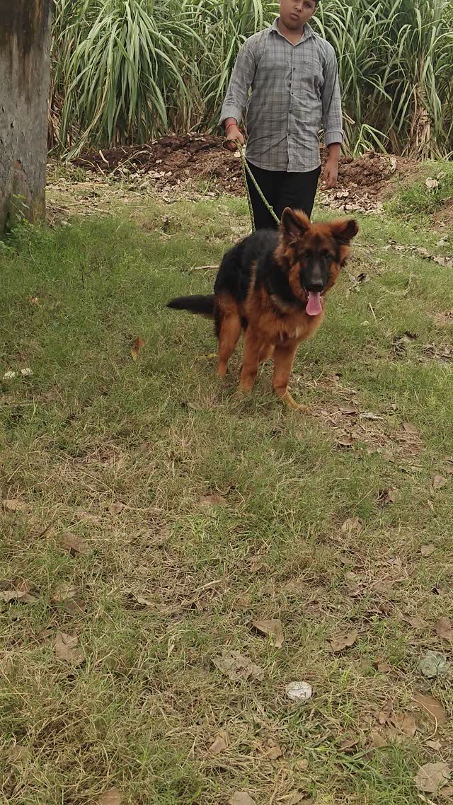 German Shepherd Puppy, farm video