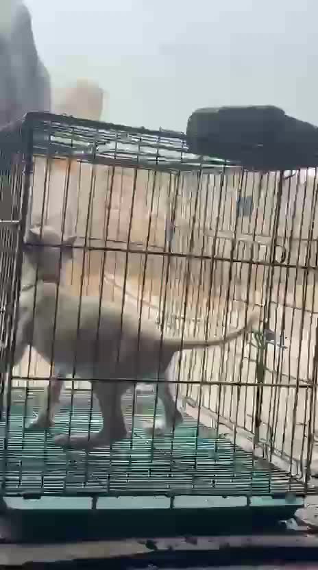 Pitbull Terrier Puppy, farm video