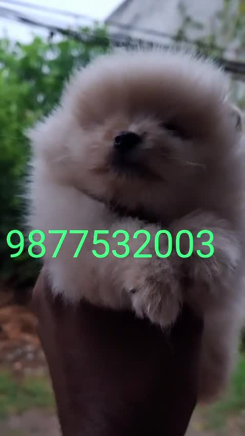 Toy Poodle Puppy, farm video