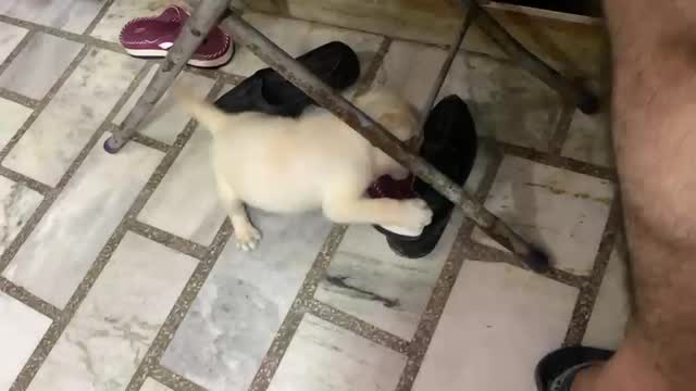Beagle Black & Tan Puppy, farm video