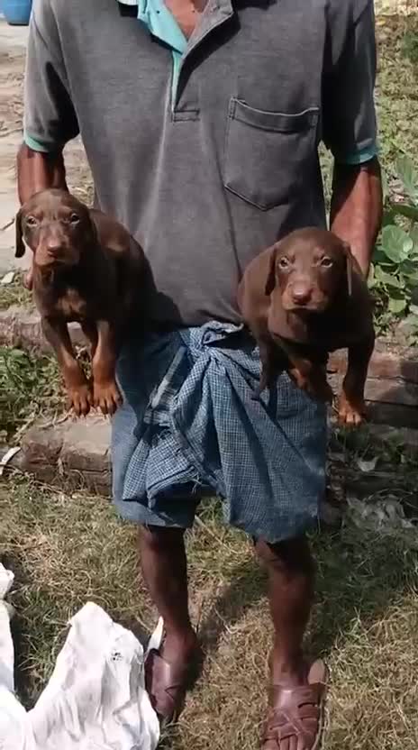 Doberman Pinscher Puppy, farm video