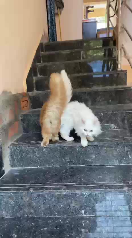 Persian, farm video