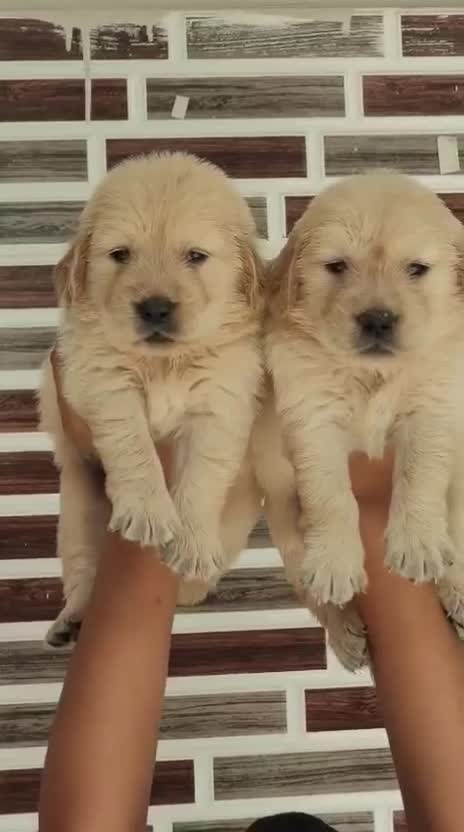 Golden Retriever, farm video