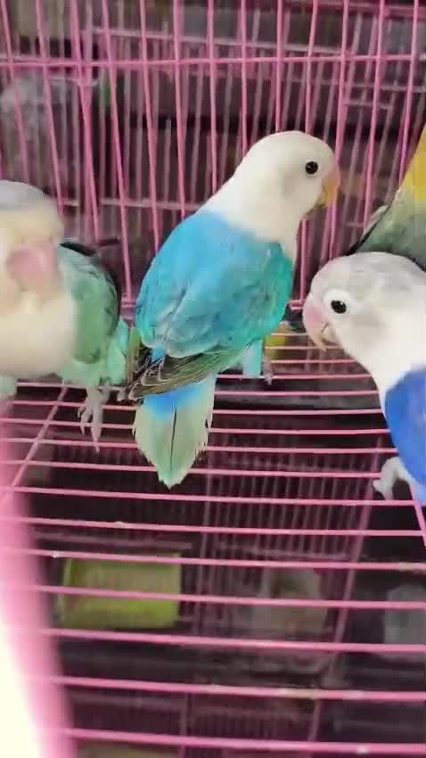 African Love Birds, farm video