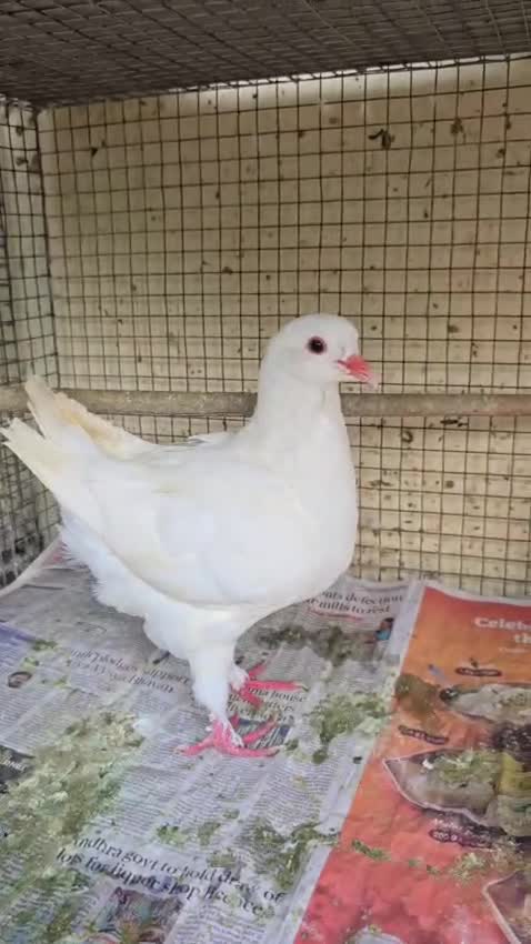 Frillback Pigeon, farm video