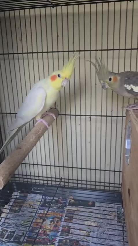 Cockatiel, farm video