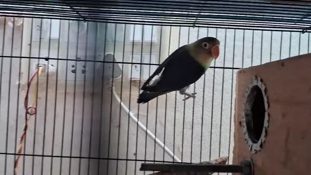 African Love Birds, farm video
