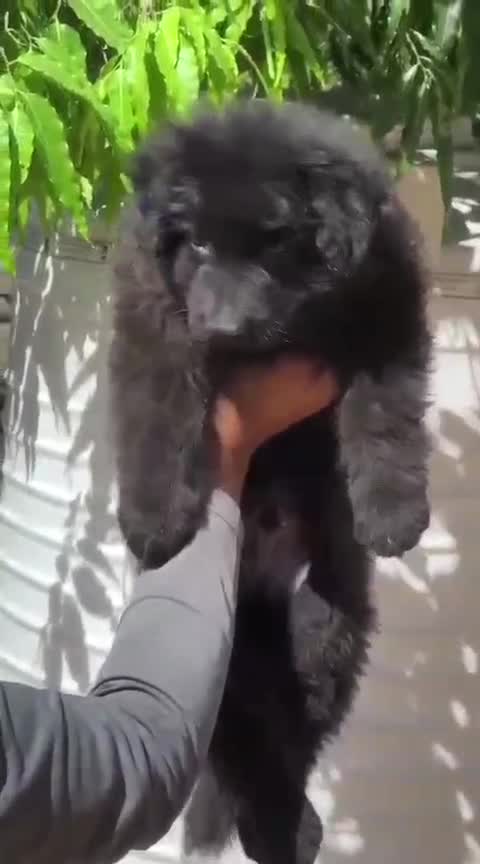 German Shepherd Puppy, farm video