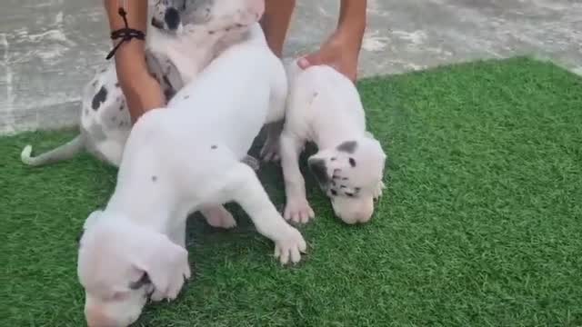 Great Dane Puppy, farm video