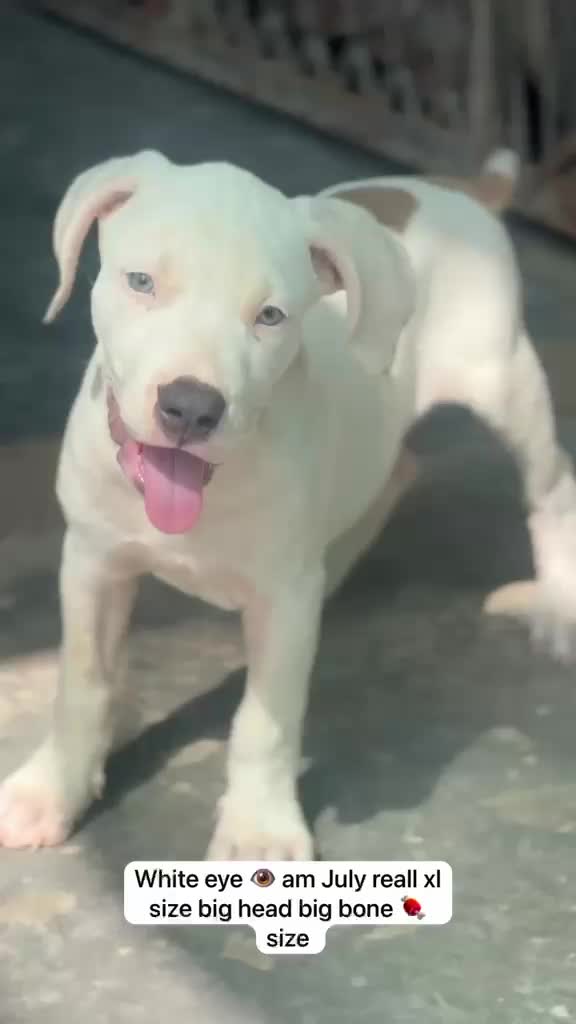American Bully Pocket Size Puppy, farm video