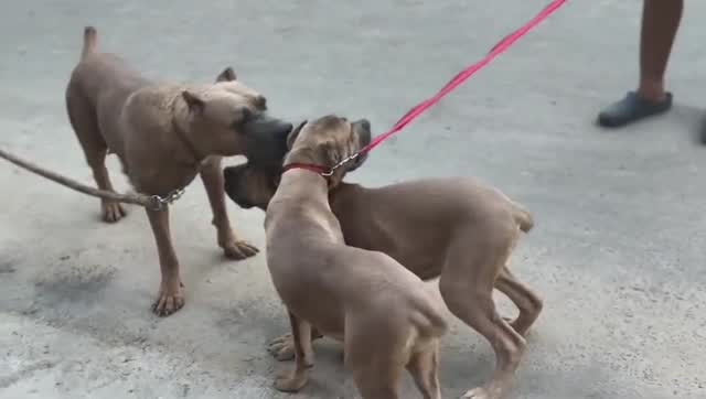 Cane Corso Puppy, farm video