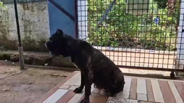 Cane Corso Puppy, farm video