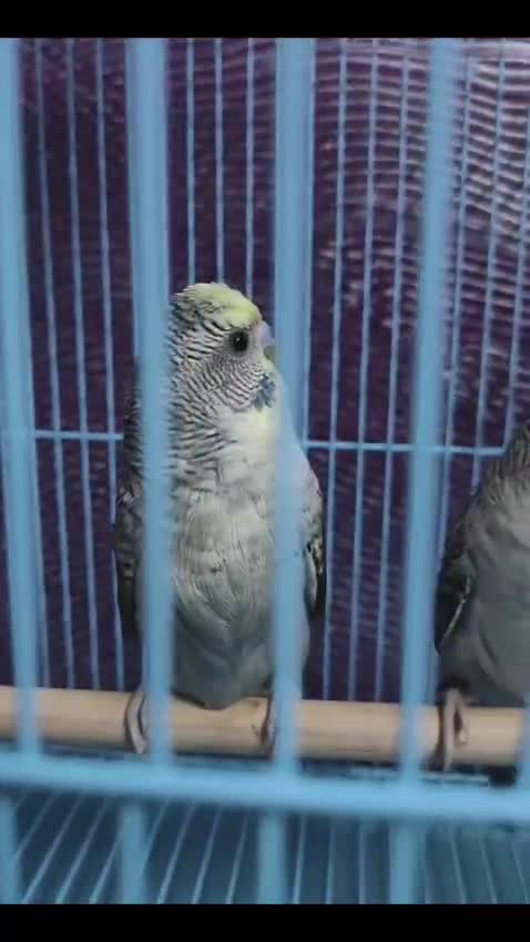 Frillback Pigeon, farm video