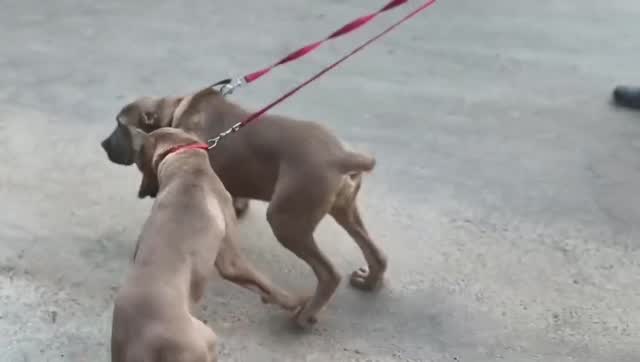 Cane Corso Puppy, farm video