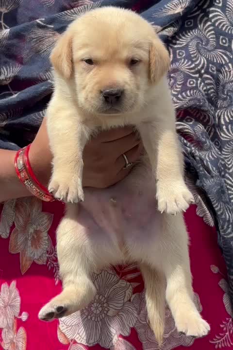 Beagle Black & Tan Puppy, farm video