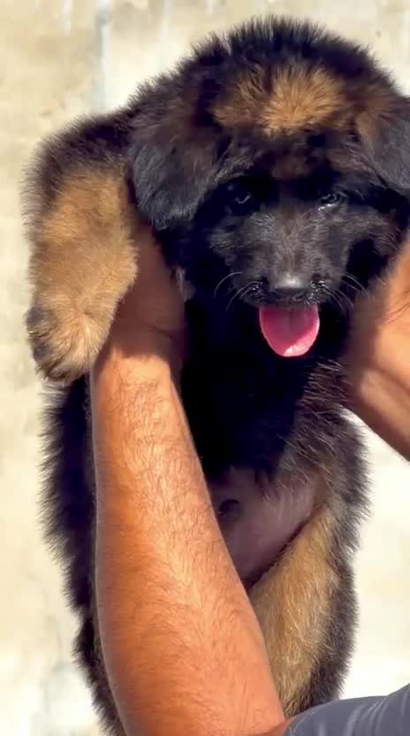 German Shepherd Puppy, farm video