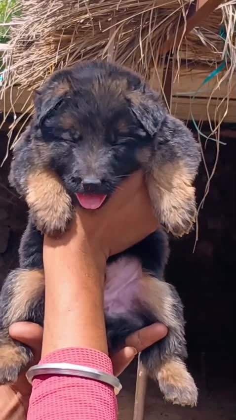 German Shepherd Puppy, farm video