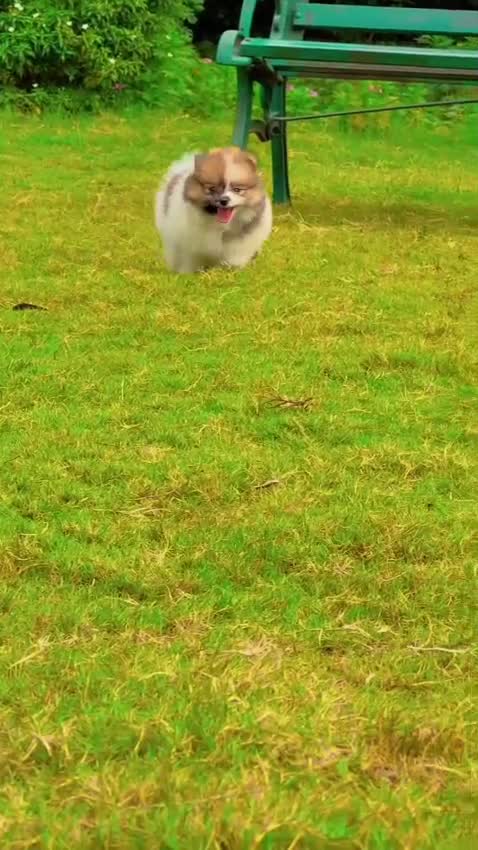 Pomeranian Puppy, farm video